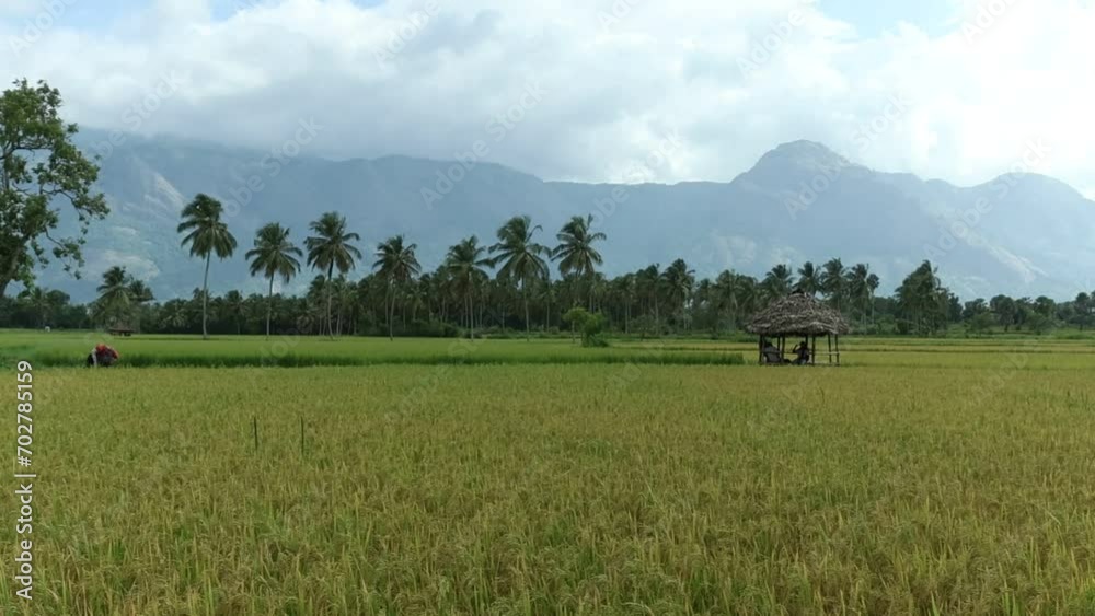 Kollengode,Palakkad- A Border village in Palakkad District Famous for its beautiful vast stretch of paddy fields and waterfalls Kollengode,Palakkad- A Border village in Palakkad District Famous for its beautiful vast stretch of paddy fields and waterfalls