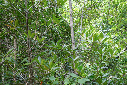 Mangrove forests are located in Indonesia  South Sulawesi province. East Luwu Regency