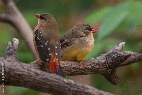The red avadavat (Amandava amandava), red munia or strawberry finch, is a sparrow-sized bird of the family Estrildidae