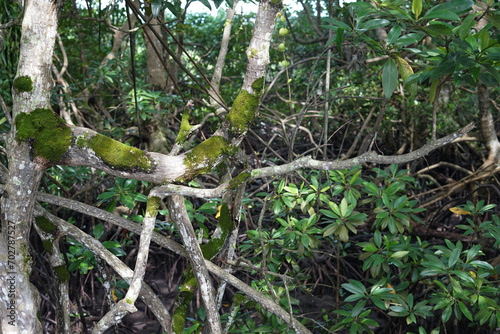 Mangrove forests are located in Indonesia, South Sulawesi province. East Luwu Regency photo