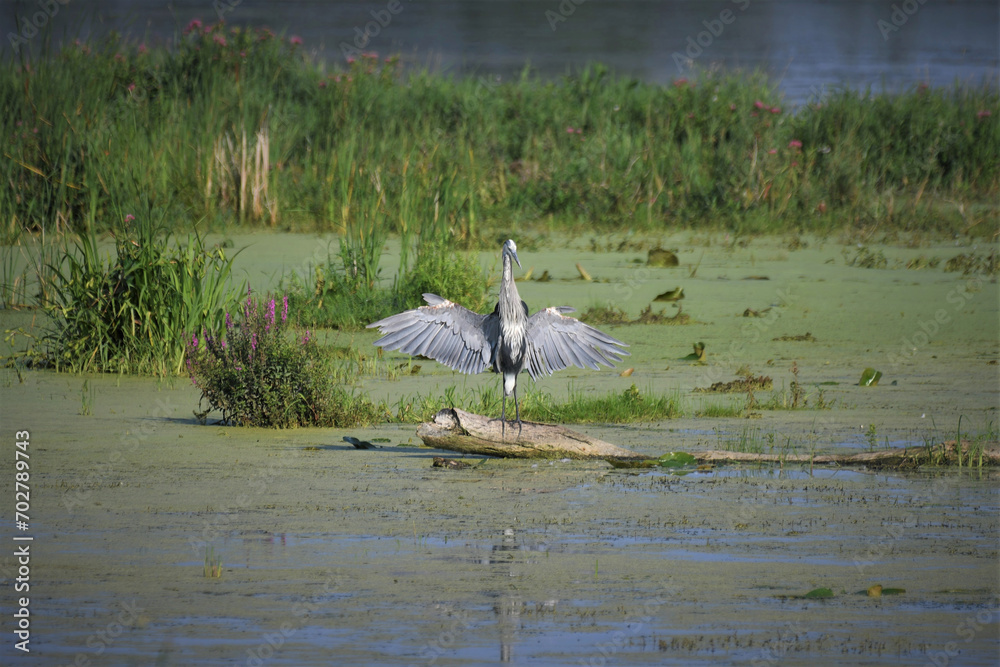 Obraz premium Great blue heron spreading its wings to dry them after a rain.