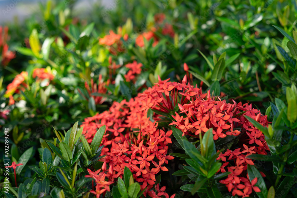 Beautiful red Ixora species flowers in the garden. Beautiful red Ixora species flowers in the garden.