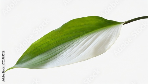 leaves of garlic