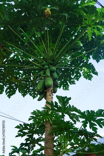 Papaya trees grow wild in the yard photo