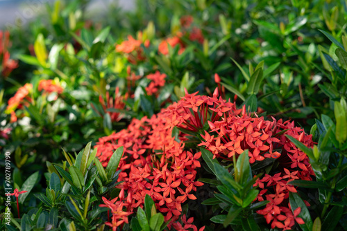 Beautiful red Ixora species flowers in the garden.