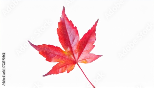 red maple leaf isolated on white background