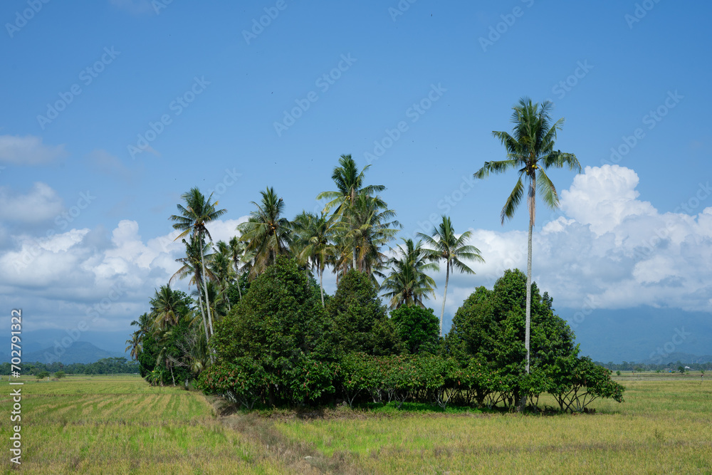 Green rice fields and natural views of mountains at sunrise in East Luwu, South Sulawesi, Indonesia. Green rice fields and natural views of mountains at sunrise in East Luwu, South Sulawesi, Indonesia.