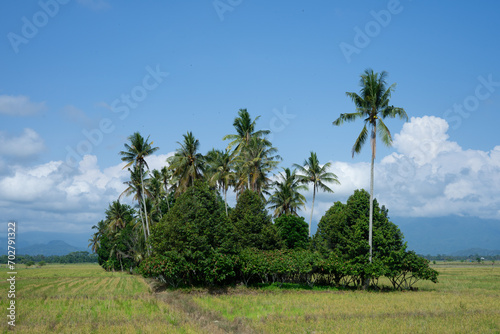Green rice fields and natural views of mountains at sunrise in East Luwu, South Sulawesi, Indonesia.