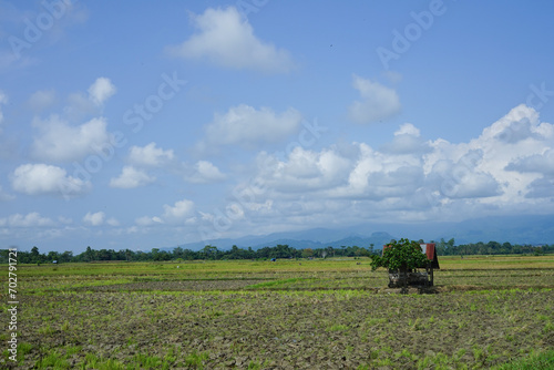 Green rice fields and natural views of mountains at sunrise in East Luwu, South Sulawesi, Indonesia. photo
