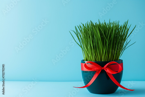 Green grass in a pot with a red ribbon on a blue background, Nauryz celebration photo