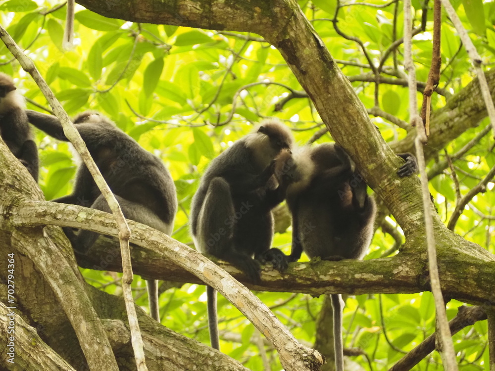 macaca, kandy, borneo, close-up, pictures, animal hair, mammal, cute