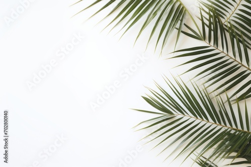  a close up of a palm leaf on a white background with a place for a text or an image to put on it. © Shanti