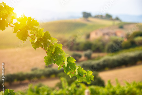 Vine branches and leaves in vineyard