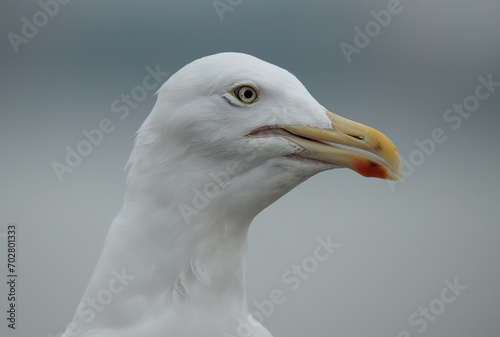 close up of a seagull