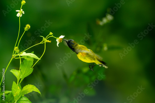 Beautiful Little Yellow Bird photo