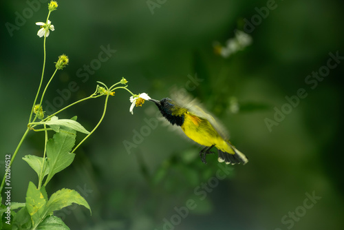 Beautiful Little Yellow Bird photo