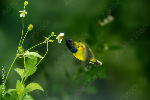 Beautiful Little Yellow Bird photo