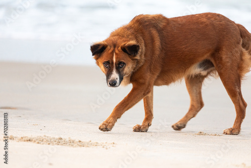A beautiful dog with sharp eyes, staring in the beach side
