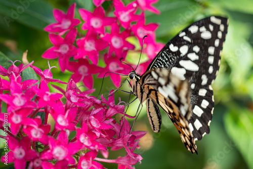 Beautiful Butterfly on flower