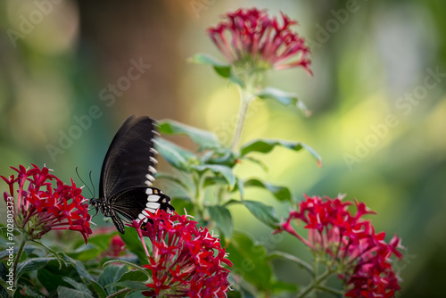 Beautiful Butterfly on flower