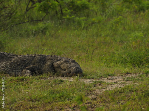 wild crocodile in sri lanka