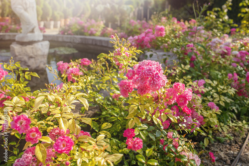 Roses growing in palace garden.Sunny day in summer.