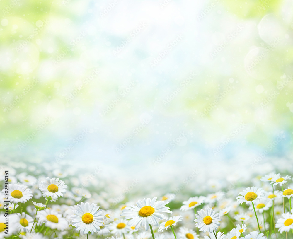 Beautiful chamomile flowers  in the sun. Summer bright landscape with daisy wildflowers in the meadow. Summer background with wildflowers. Spring collage with daisy flowers.