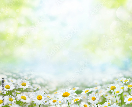 Beautiful chamomile flowers  in the sun. Summer bright landscape with daisy wildflowers in the meadow. Summer background with wildflowers. Spring collage with daisy flowers.