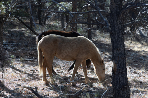 Wild horses in Grand Canyon National Park in Arizona.