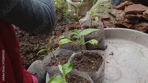 Planting process: housewife carefully relocates 3-week-old chili seeds into small soil-filled plastic bags photo