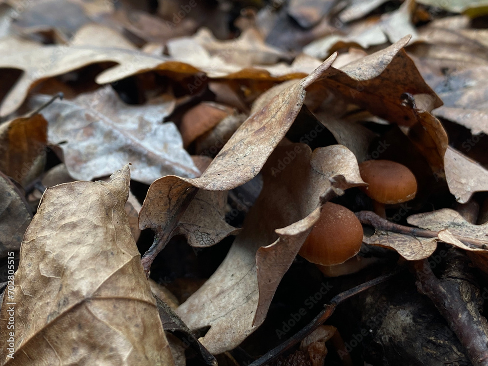 Fototapeta premium dried mushrooms