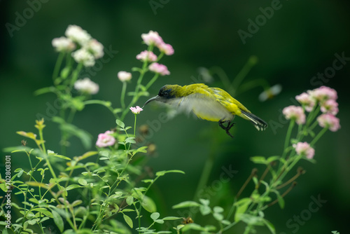 Beautiful Little Yellow Bird photo