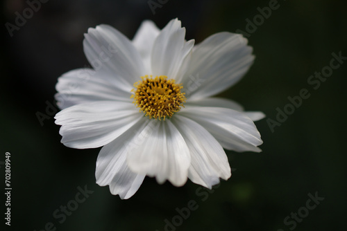 white cosmos closeup beautiful flower in the garden