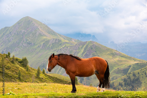 Brown horse on green mountain pasture in summer
