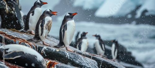 Gentoo penguin calling for partner in rookery. photo
