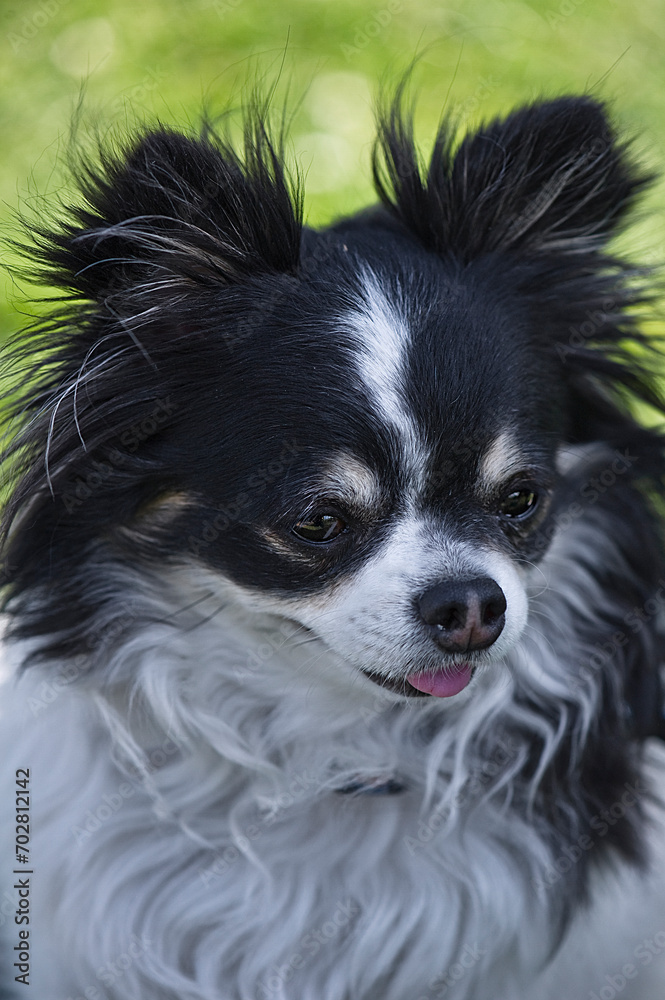 Porträt eines schwarz-weißen langhaarigen Chihuahua