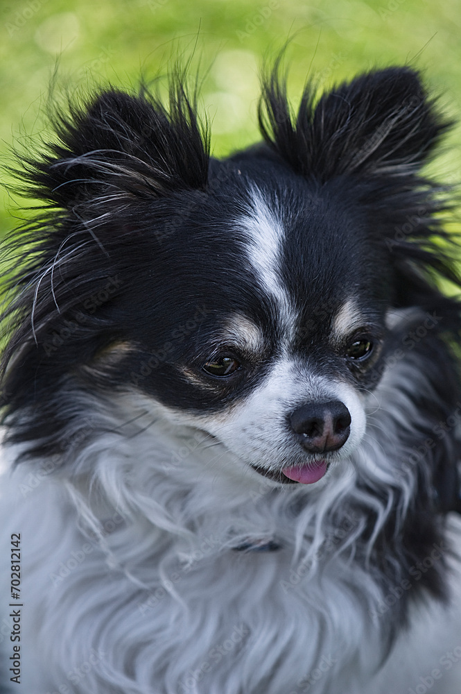 Porträt eines schwarz-weißen langhaarigen Chihuahua Porträt eines schwarz-weißen langhaarigen Chihuahua