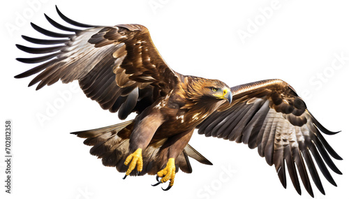 Golden eagle in flight isolated on white background.