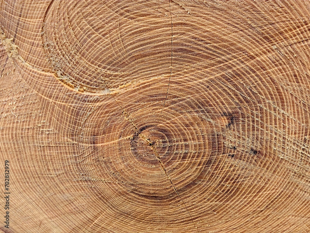Fototapeta premium Wood texture of cut tree trunk, rings of a tree, close-up. tree trunk cut top view closeup, natural pattern background