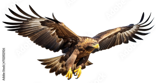 A beautiful golden eagle bird in flight on a white background