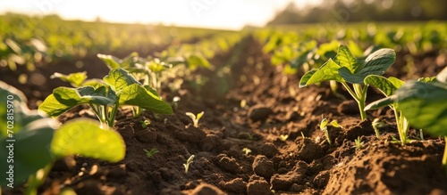Spring soybean crops (Glycine max) face challenges due to dry conditions.