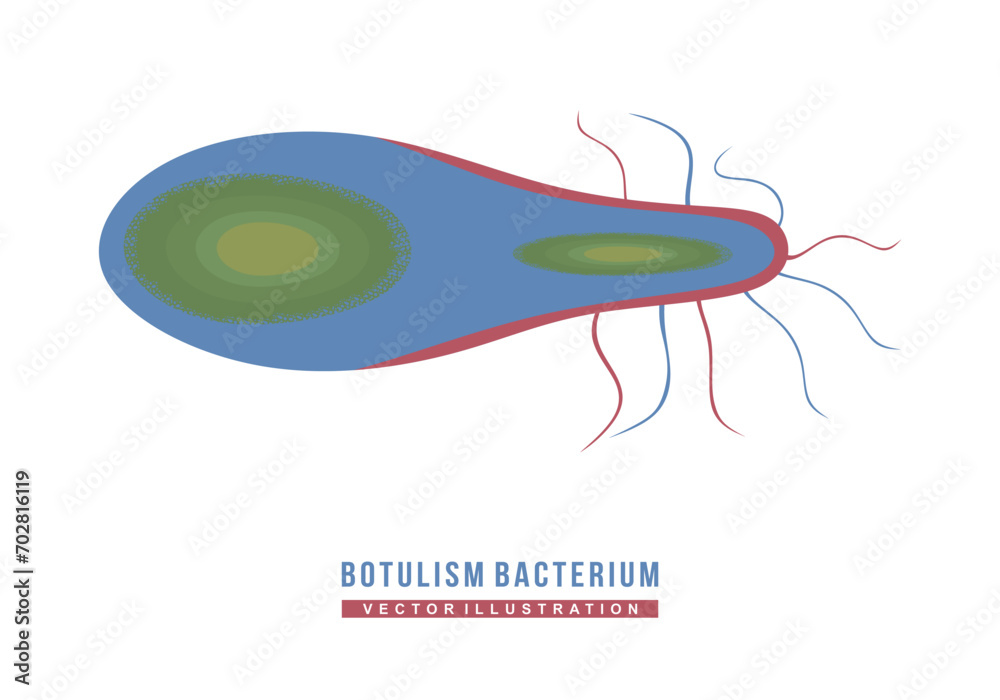 Botulism bacterium. Flat illustration of botulism bacteria, Clostridium ...