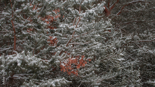 frost on the branches