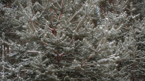 frost on branches