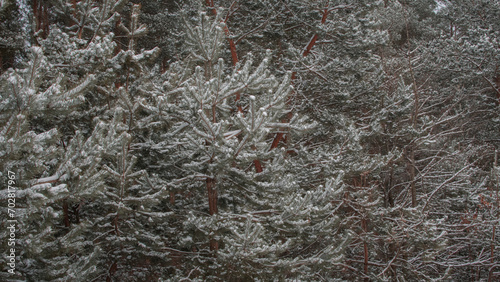 frost on the window