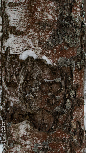 bark of a tree