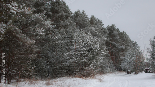 snow covered tree