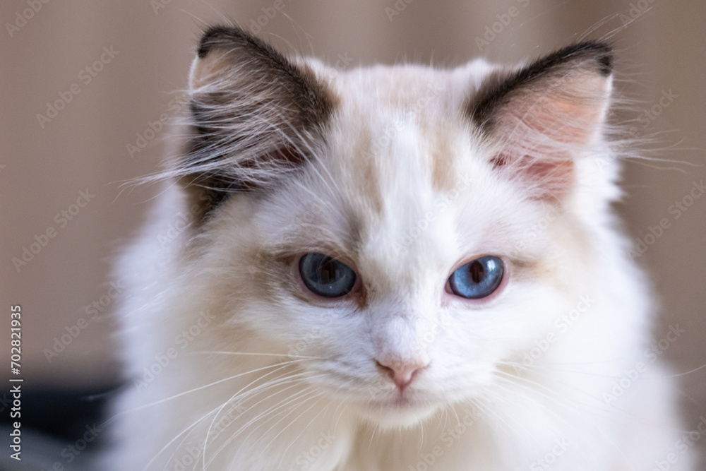 Cute, small Ragdoll cat. 3 months old