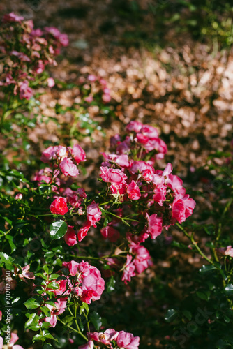 pink flowers in the garden