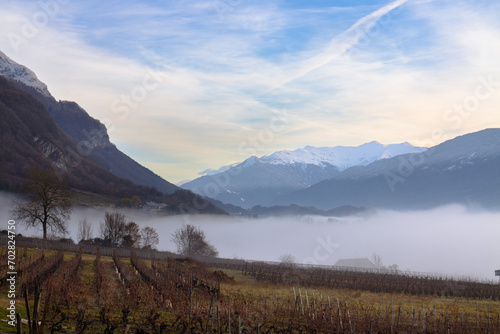 The scenery of French vineyard with dried trees with heavy foggy in the morning during winter and alps mountain covered with snow and cloudy sky, France viticulture 